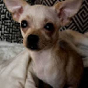 Meet your Posher, Brandy